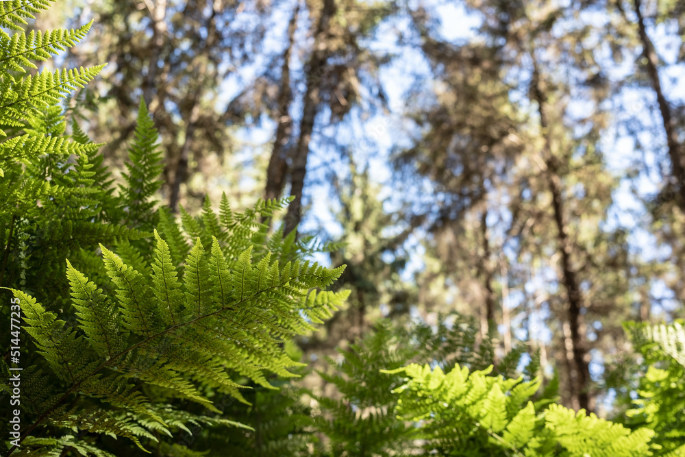 Beautiful fern in the rays of sunlight in the forest, against the background of trees and blue sky. Bottom view. Beautiful fern in the rays of sunlight in the forest, against the background of trees and blue sky. Bottom view.