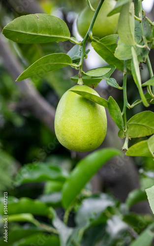 Shallow focused young green lemon hanging on the tree