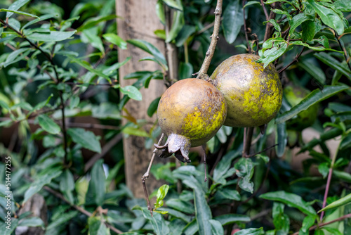 Unhealthy rustic pomegranate fruit hanging on a branch in the garden close up with copy space