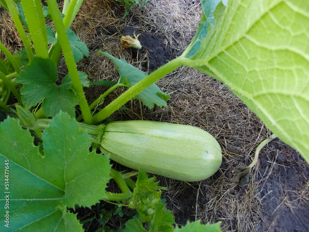 Obraz premium Zuccini Homegrown. Summer vegetables harvest background. Farmers product with eco and ripe vegetable wallpaper.