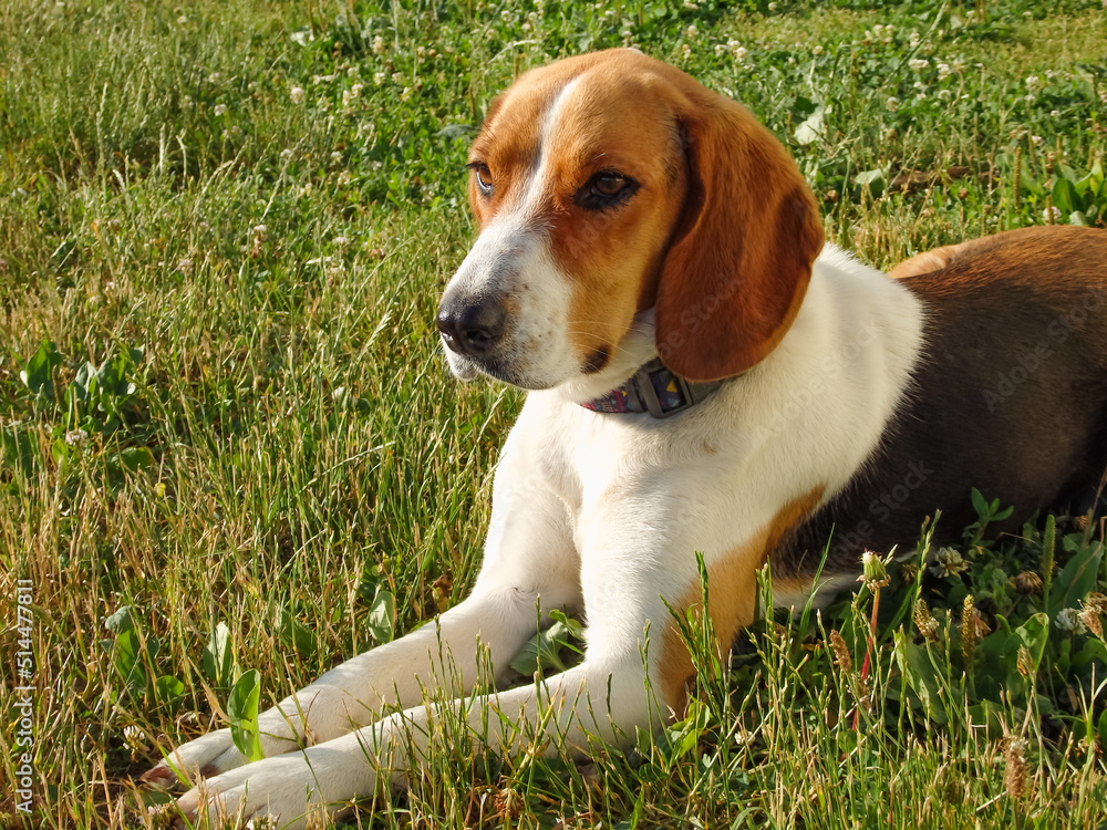 Estonian hound dog. Adorable dog for a walk on the green lawn in the rays of the sunset.