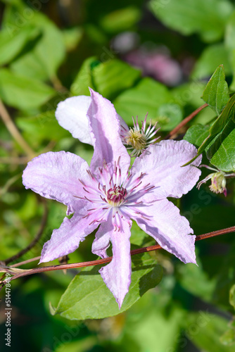 Hagley Hybrid climbing clematis photo