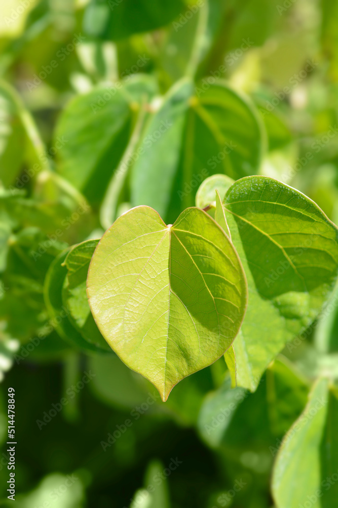 Obraz premium Chinese redbud Avondale