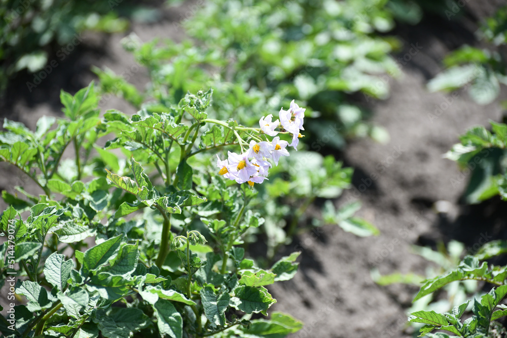 Bushes of potatoes on the field, early eco food, potato with flowers. Agriculture Bushes of potatoes on the field, early eco food, potato with flowers. Agriculture