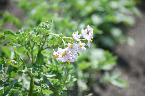 Bushes of potatoes on the field, early eco food, potato with flowers. Agriculture