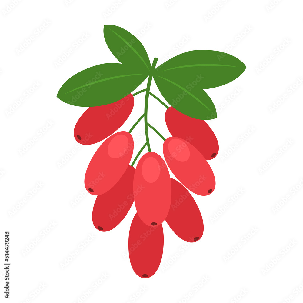 Red barberry twig isolated on white background. Berberis vulgaris, berberis thunbergii or European barberry icon for package design. Vector berries illustration in flat style. Red barberry twig isolated on white background. Berberis vulgaris, berberis thunbergii or European barberry icon for package design. Vector berries illustration in flat style.