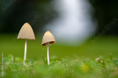 small mushrooms on the green lawn