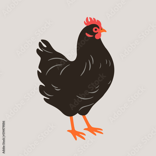 Illustration of chicken. Contour vector illustration.