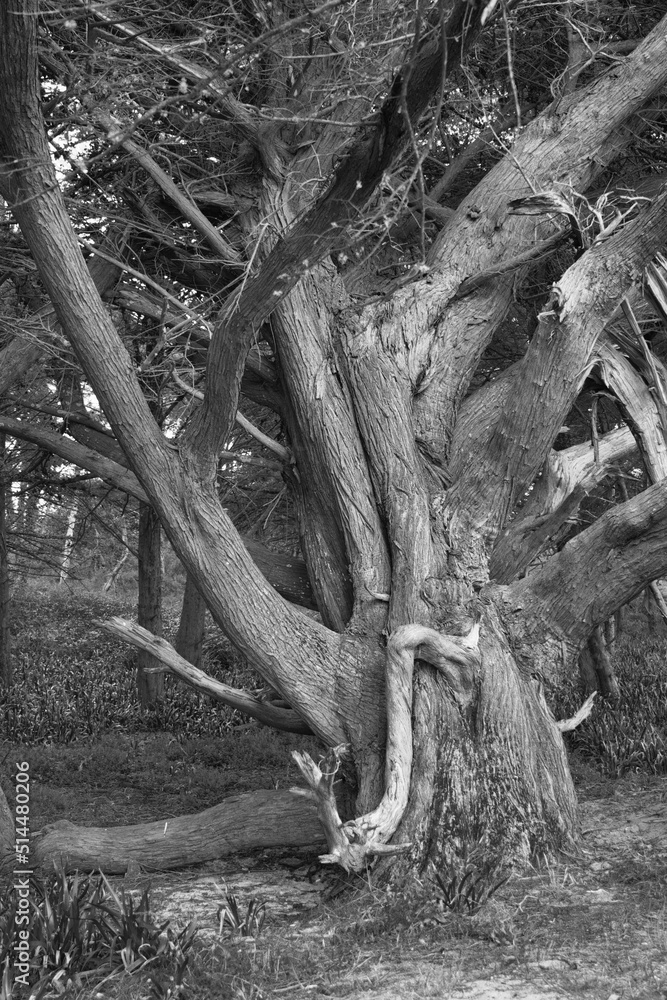 Arbre torturé en noir et blanc Arbre torturé en noir et blanc
