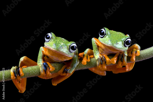 Canvas Print A pair of black-webbed tree frogs on a tree branch
