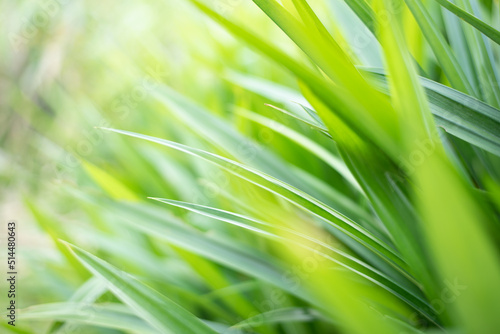 Green leaves of pandanus, blurry closeup taken in the garden, the sunset lighting shown a very nice greenery , golden and yellowish use for background or wall paper 