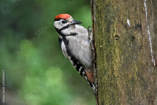 Pic épeiche (Dendrocopos major), Neuchâtel, Suisse.