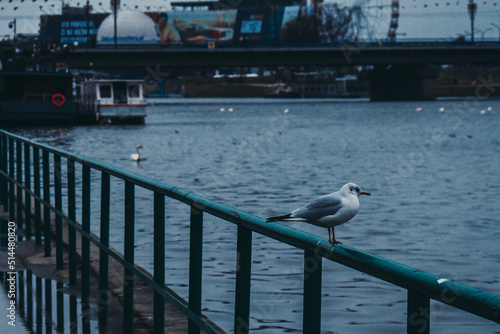 Ptak, mewa, seagull, bird