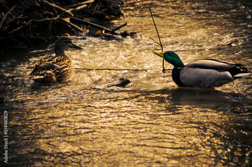 Kaczka, duck