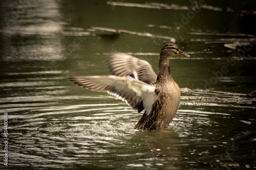 Kaczka, duck