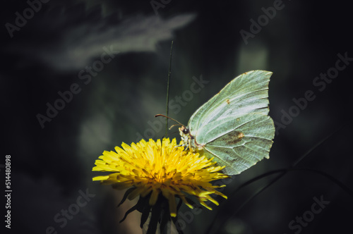 Motyl, butterfly