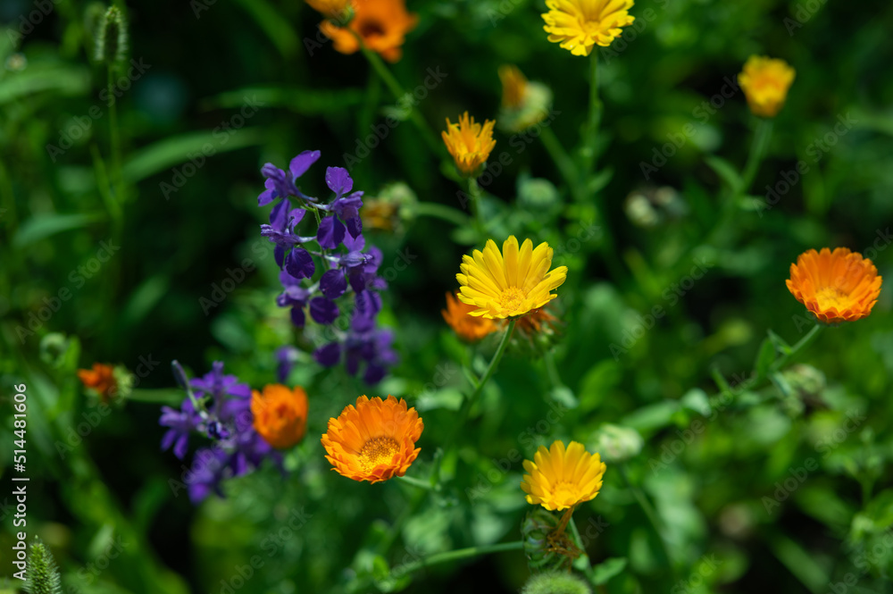 flower meadow in summer, wild lawn flower meadow in summer, wild lawn