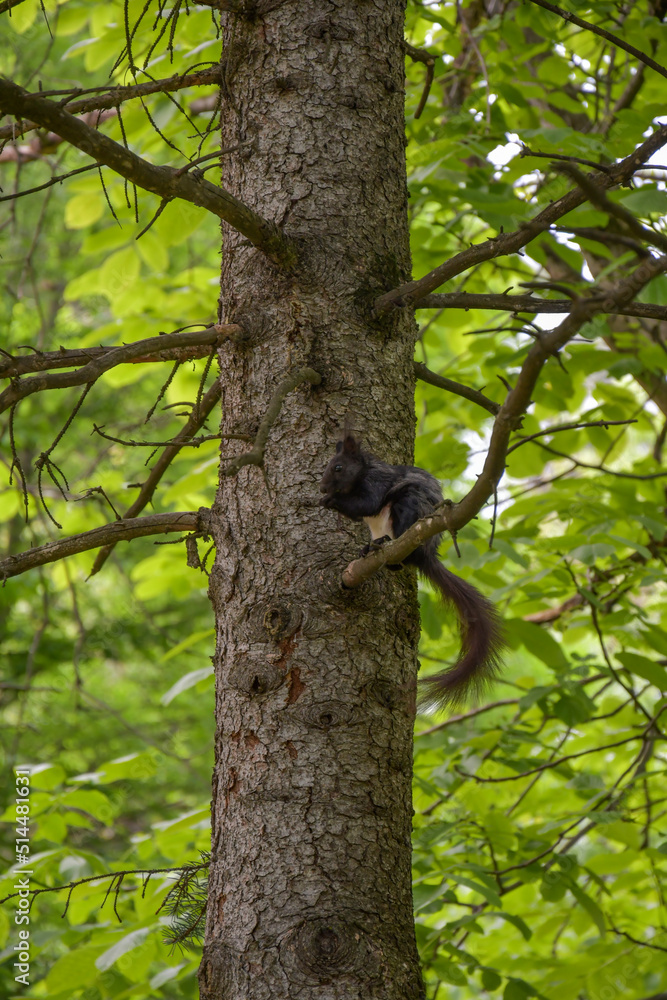 Black squirrel sits on a branch of a coniferous tree Black squirrel sits on a branch of a coniferous tree