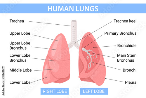 Human Lungs Flat Infographics