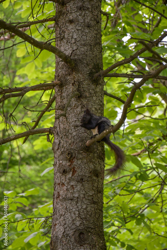 Black squirrel sits on a branch of a coniferous tree © Марем Гукежев