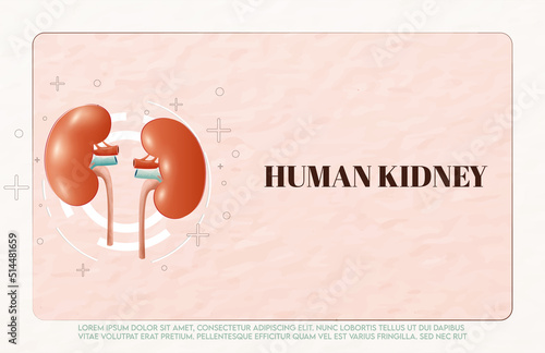 Human kidney and treatment watercolor style. A concept hospital for wallpaper and web.