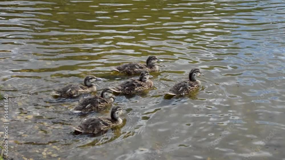 little ducklings swim with mother duck