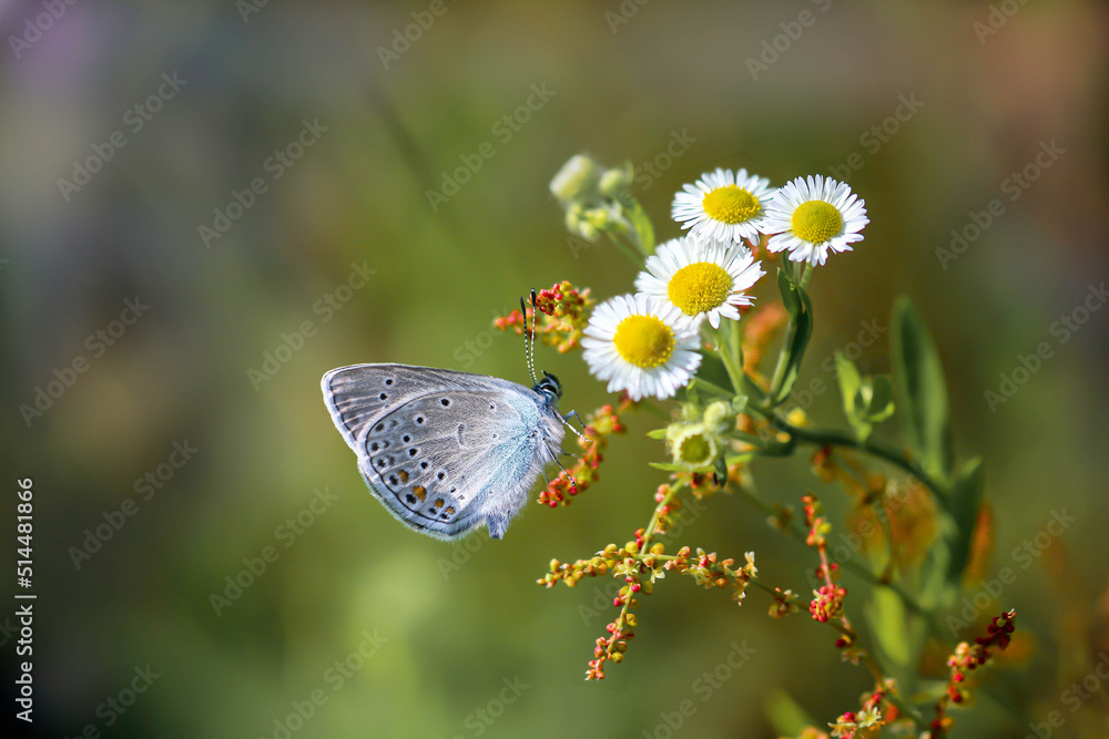 Obraz premium Modraszek na kwiatku polnym