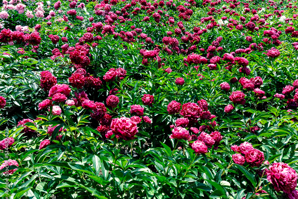Lots of beautiful peonies. Field with red peonies