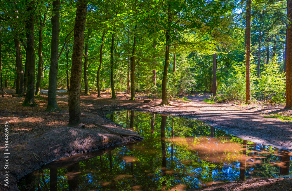 Trees in a green lush forest in bright sunlight and shadow in springtime, Voorthuizen, Barneveld, Gelderland, The Netherlands, June, 2022 Trees in a green lush forest in bright sunlight and shadow in springtime, Voorthuizen, Barneveld, Gelderland, The Netherlands, June, 2022