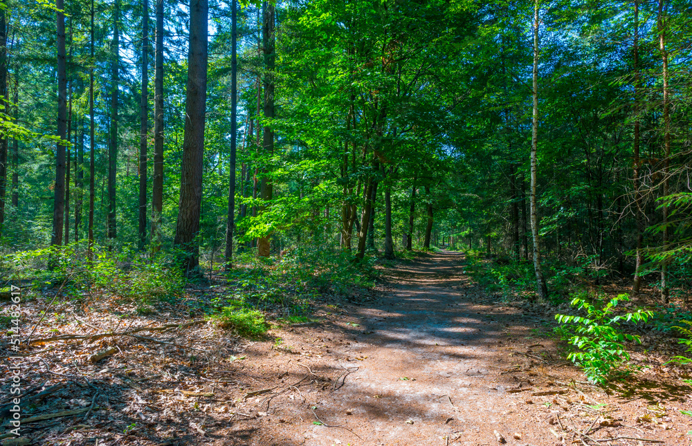 Trees in a green lush forest in bright sunlight and shadow in springtime, Voorthuizen, Barneveld, Gelderland, The Netherlands, June, 2022 Trees in a green lush forest in bright sunlight and shadow in springtime, Voorthuizen, Barneveld, Gelderland, The Netherlands, June, 2022