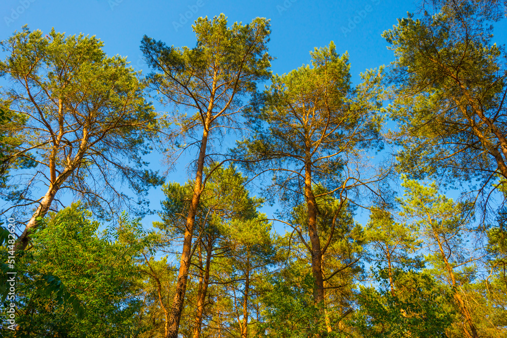 Trees in a green lush forest in bright sunlight and shadow in springtime, Voorthuizen, Barneveld, Gelderland, The Netherlands, June, 2022 Trees in a green lush forest in bright sunlight and shadow in springtime, Voorthuizen, Barneveld, Gelderland, The Netherlands, June, 2022