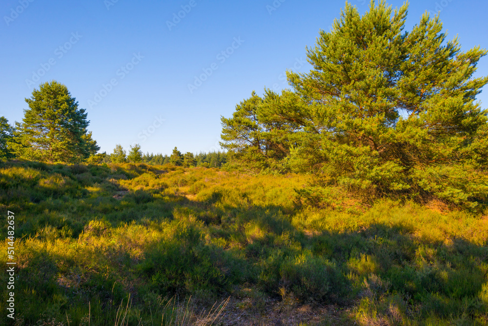 Heather and trees in glade in a forest in bright sunlight in springtime, Voorthuizen, Barneveld, Gelderland, The Netherlands, June, 2022