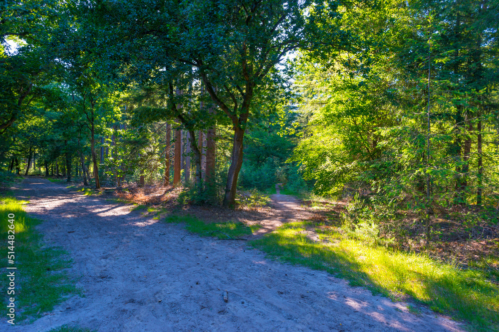 Fototapeta premium Trees in a green lush forest in bright sunlight and shadow in springtime, Voorthuizen, Barneveld, Gelderland, The Netherlands, June, 2022