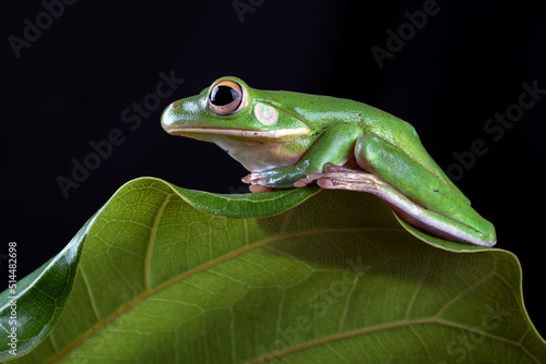 Australian white-lipped frog perched on a leaves © DS light photography
