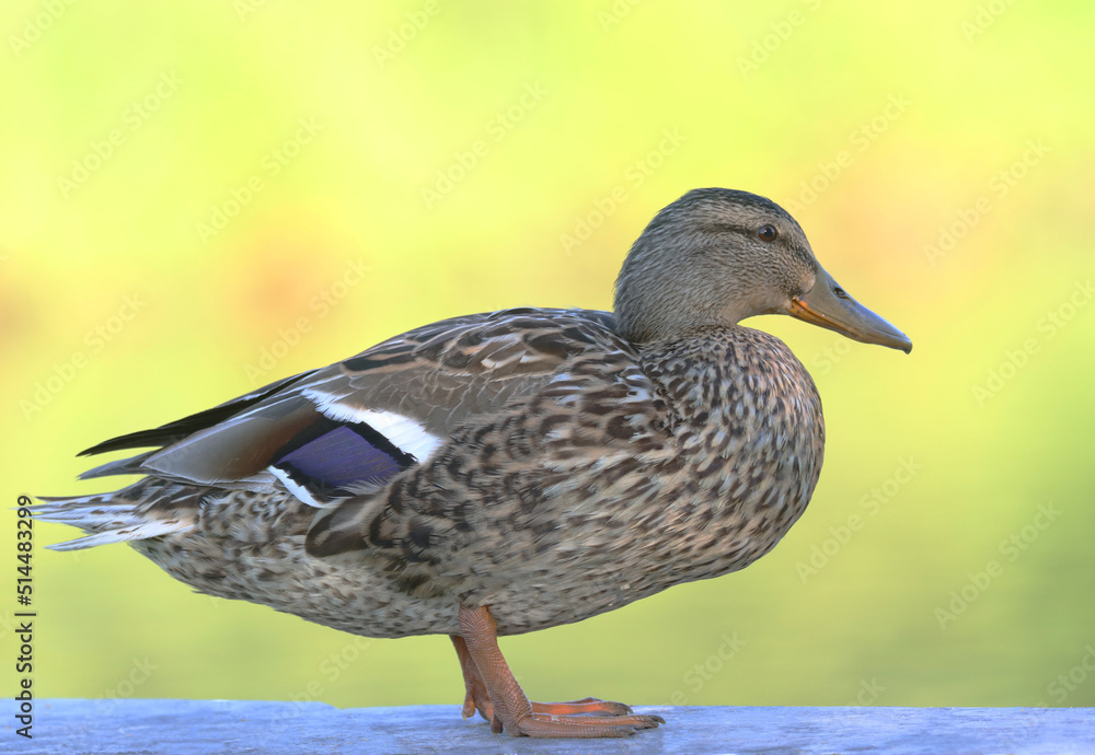 Fototapeta premium mallard