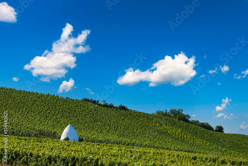 View of a vineyard with a trullo typical of the Alzey/Germany area under a white-blue sky