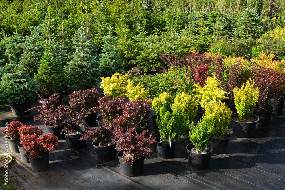 Seedlings of barberry bushes of different varieties in garden shop. Barberry - Berberis vulgaris  - latin name of  plants. Small spruce tree seedlings in pots for sale on background.