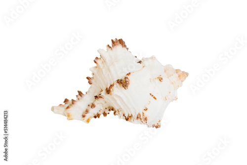 Sea shell isolated on white background. Close up seashell top view