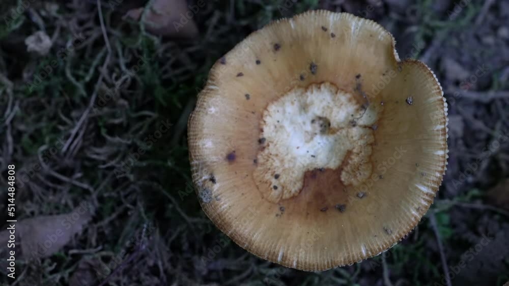 Stinking Russula in natural ambient (Russula foetens) - (4K) Stinking Russula in natural ambient (Russula foetens) - (4K)