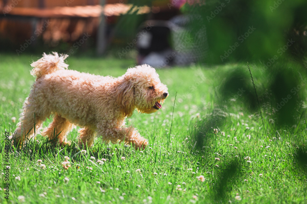 Little cute toy poodle of apricot color explores the world walking on the lawn