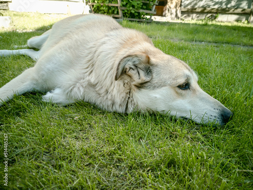 Sad dog lies on the lawn. Diseases of dogs. © Nata Aleks