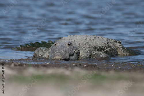 Vászonkép A mugger crocodile (Crocodylus palustris) is a medium-sized broad-snouted croco