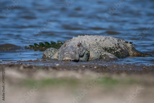Schilderij op canvas A mugger crocodile (Crocodylus palustris) is a medium-sized broad-snouted croco