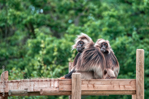 Wild Place Project Zoo, Bristol