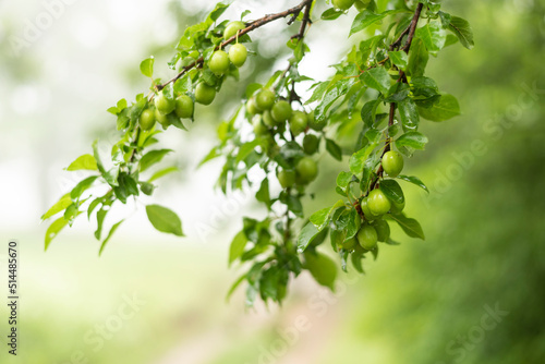 Green plums on tree