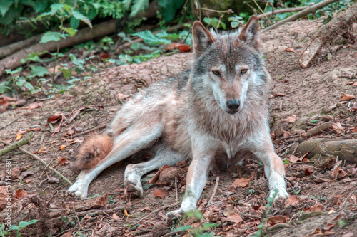 Wild Place Project Zoo  Bristol