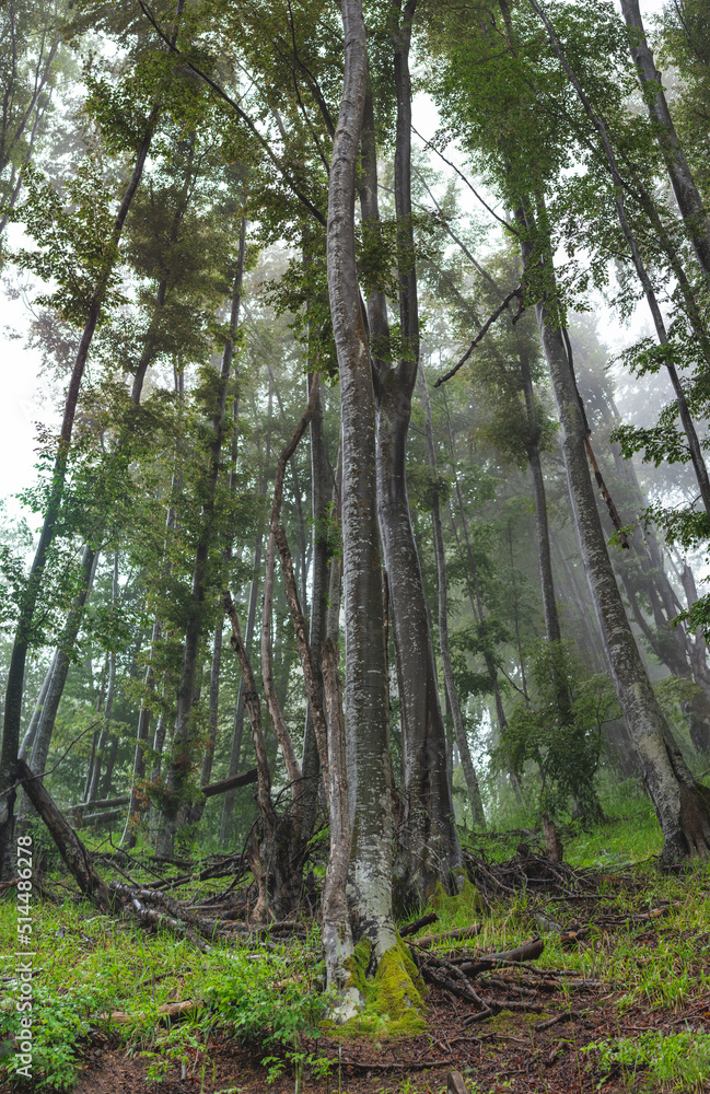 Birch forest on mountain on foggy day. Birch forest on mountain on foggy day.