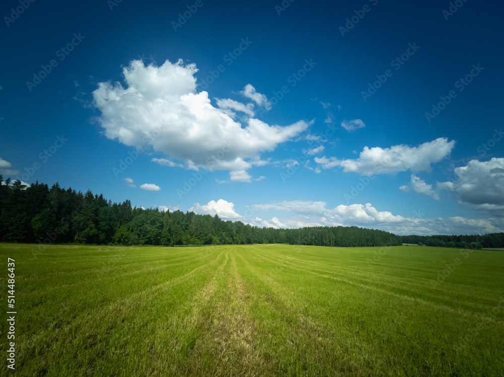Green field and forest. Natural summer landscape. Green field and forest. Natural summer landscape.