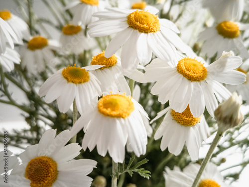 Chamomile Matricaria chamomilla L. Nural floral background of white flowers.