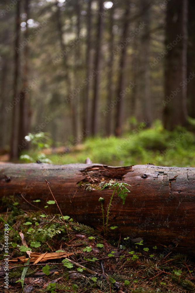 Small green leaf of fern against old tree. Rainy day. Summer in Carpathian Mountains. Ukraine Small green leaf of fern against old tree. Rainy day. Summer in Carpathian Mountains. Ukraine